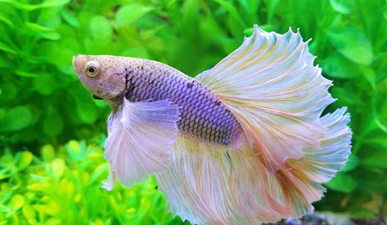 Algae on Betta Fish: What Is It and How to Get Rid of It