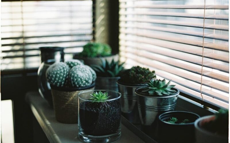 The Best Window Treatment for Your Indoor Plants Growth